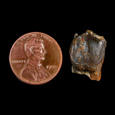 0.7" Running Rhino Hyracodon Nebrascensis Fossil Tooth South Dakota Badlands COA - Fossil Age Minerals