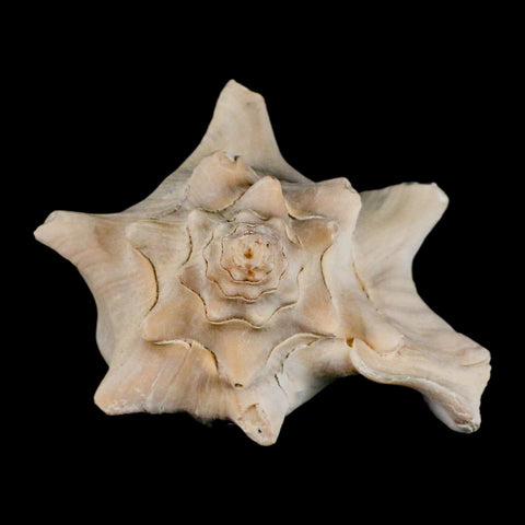 3.6" Strombus Bubonius Fossil Shell Gastropod Pliocene Age Almeria, Spain - Fossil Age Minerals