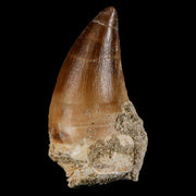XL 2.2" Mosasaur Prognathodon Fossil Tooth Cretaceous Dinosaur Era COA & Stand