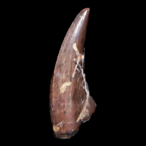 0.4" Saurornitholestes Raptor Serrated Tooth Fossil Judith River FM MT COA & Display - Fossil Age Minerals