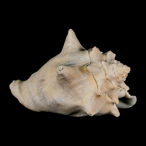 3.6" Strombus Bubonius Fossil Shell Gastropod Pliocene Age Almeria, Spain - Fossil Age Minerals