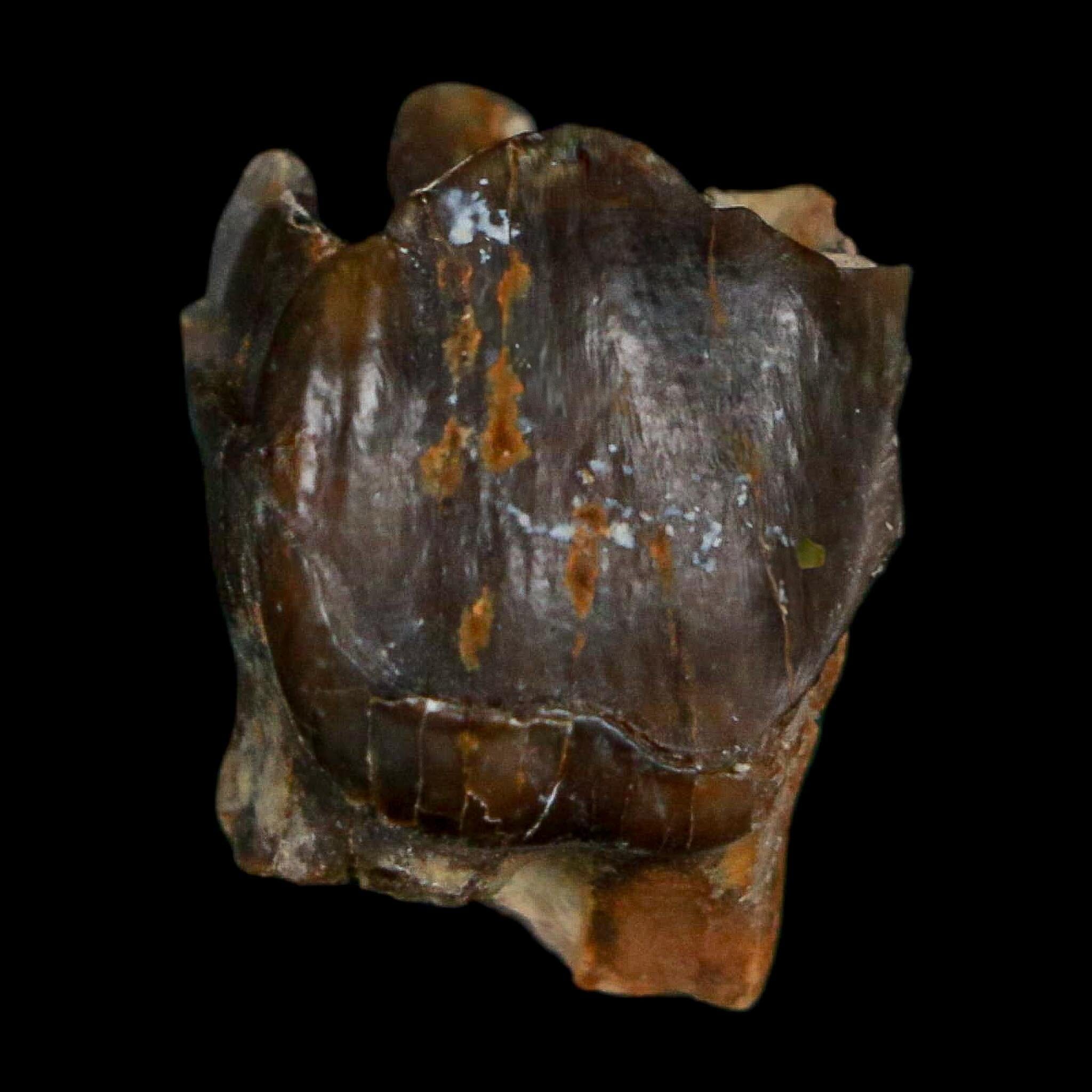 0.7" Running Rhino Hyracodon Nebrascensis Fossil Tooth South Dakota Badlands COA - Fossil Age Minerals
