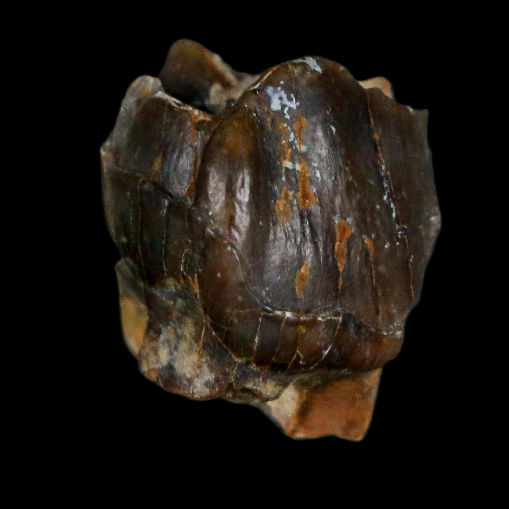 0.7" Running Rhino Hyracodon Nebrascensis Fossil Tooth South Dakota Badlands COA - Fossil Age Minerals