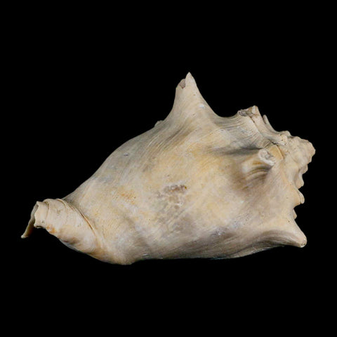 3.6" Strombus Bubonius Fossil Shell Gastropod Pliocene Age Almeria, Spain - Fossil Age Minerals