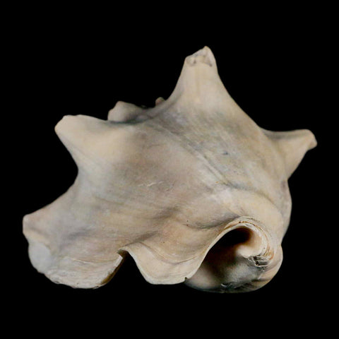 3.6" Strombus Bubonius Fossil Shell Gastropod Pliocene Age Almeria, Spain - Fossil Age Minerals
