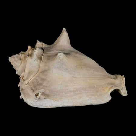 3.6" Strombus Bubonius Fossil Shell Gastropod Pliocene Age Almeria, Spain