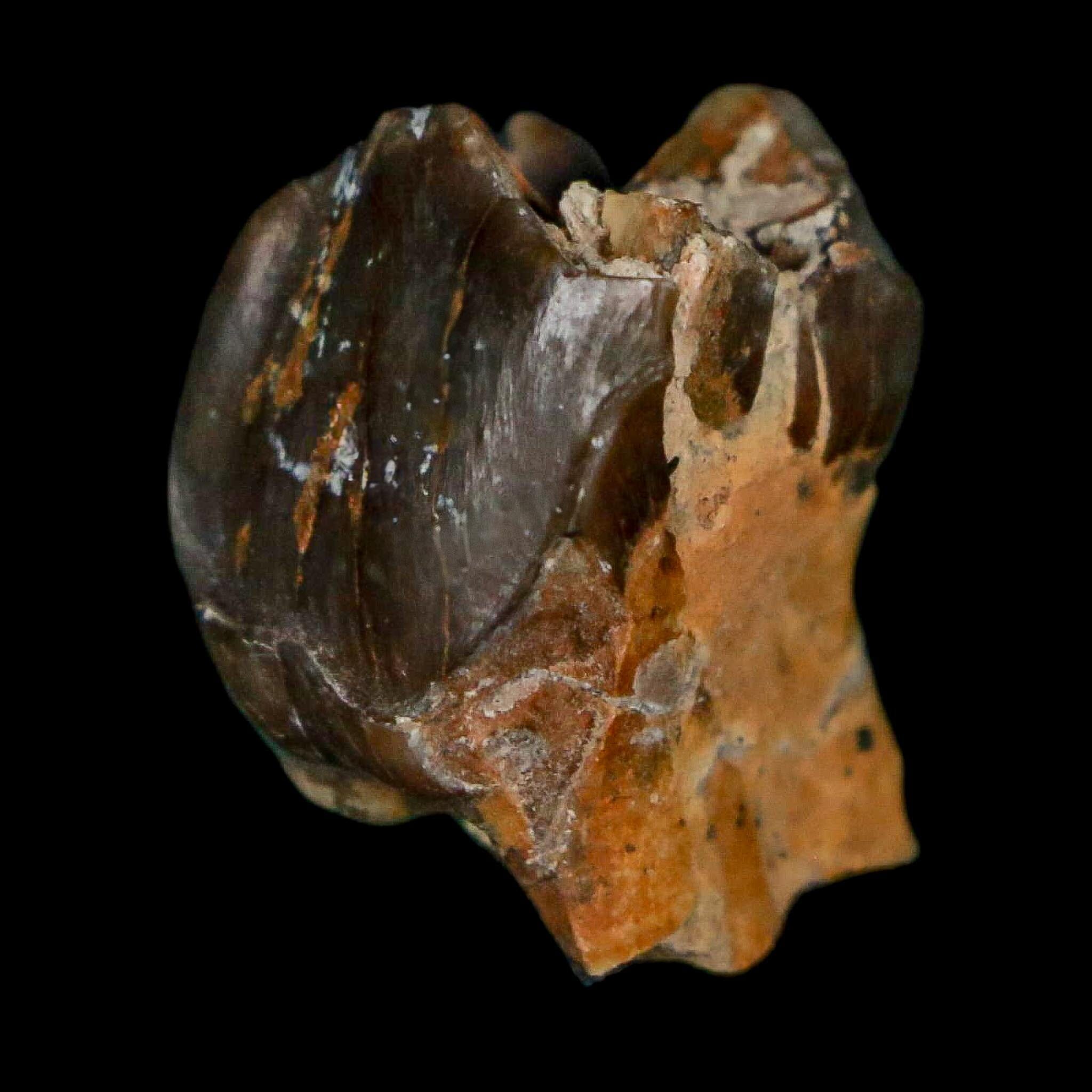 0.7" Running Rhino Hyracodon Nebrascensis Fossil Tooth South Dakota Badlands COA - Fossil Age Minerals