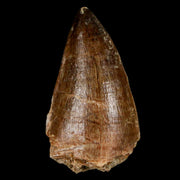1.9" Mosasaur Prognathodon Fossil Tooth Cretaceous Dinosaur Era COA & Stand