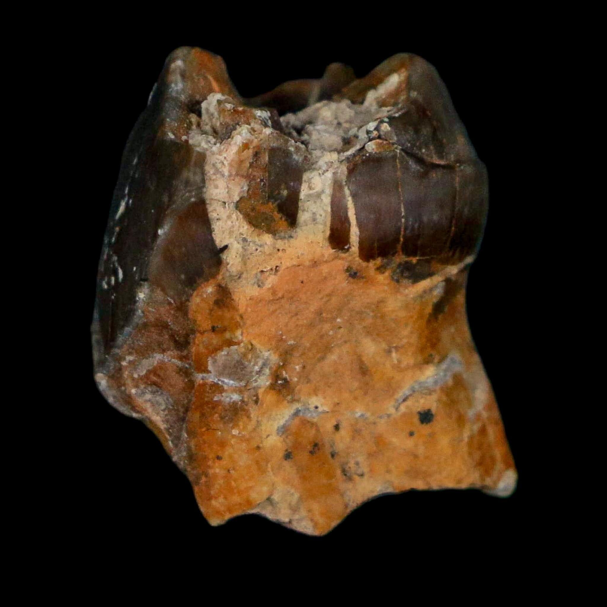 0.7" Running Rhino Hyracodon Nebrascensis Fossil Tooth South Dakota Badlands COA - Fossil Age Minerals