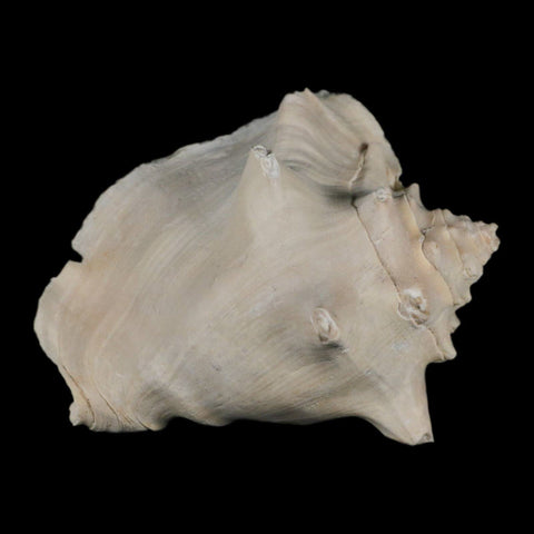 3.6" Strombus Bubonius Fossil Shell Gastropod Pliocene Age Almeria, Spain - Fossil Age Minerals