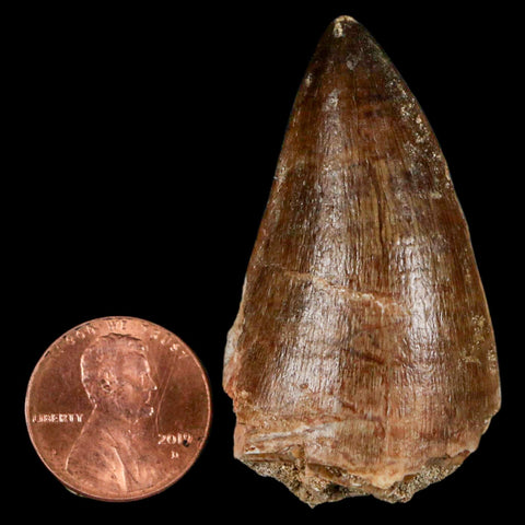 1.9" Mosasaur Prognathodon Fossil Tooth Cretaceous Dinosaur Era COA & Stand - Fossil Age Minerals