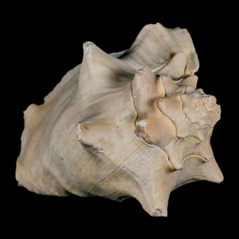 3.6" Strombus Bubonius Fossil Shell Gastropod Pliocene Age Almeria, Spain - Fossil Age Minerals