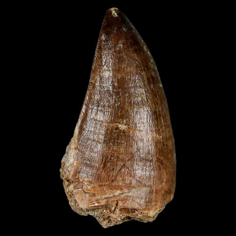 1.9" Mosasaur Prognathodon Fossil Tooth Cretaceous Dinosaur Era COA & Stand - Fossil Age Minerals