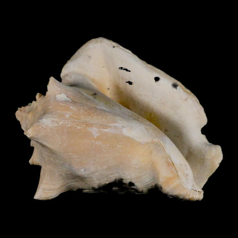 3.6" Strombus Bubonius Fossil Shell Gastropod Pliocene Age Almeria, Spain - Fossil Age Minerals