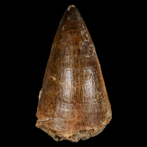 1.9" Mosasaur Prognathodon Fossil Tooth Cretaceous Dinosaur Era COA & Stand - Fossil Age Minerals