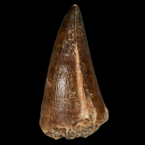 1.9" Mosasaur Prognathodon Fossil Tooth Cretaceous Dinosaur Era COA & Stand - Fossil Age Minerals