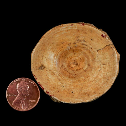 49MM Otodus Obliquus Shark Vertebrae Fossil Bone In Matrix Morocco COA - Fossil Age Minerals