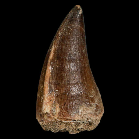 1.9" Mosasaur Prognathodon Fossil Tooth Cretaceous Dinosaur Era COA & Stand - Fossil Age Minerals