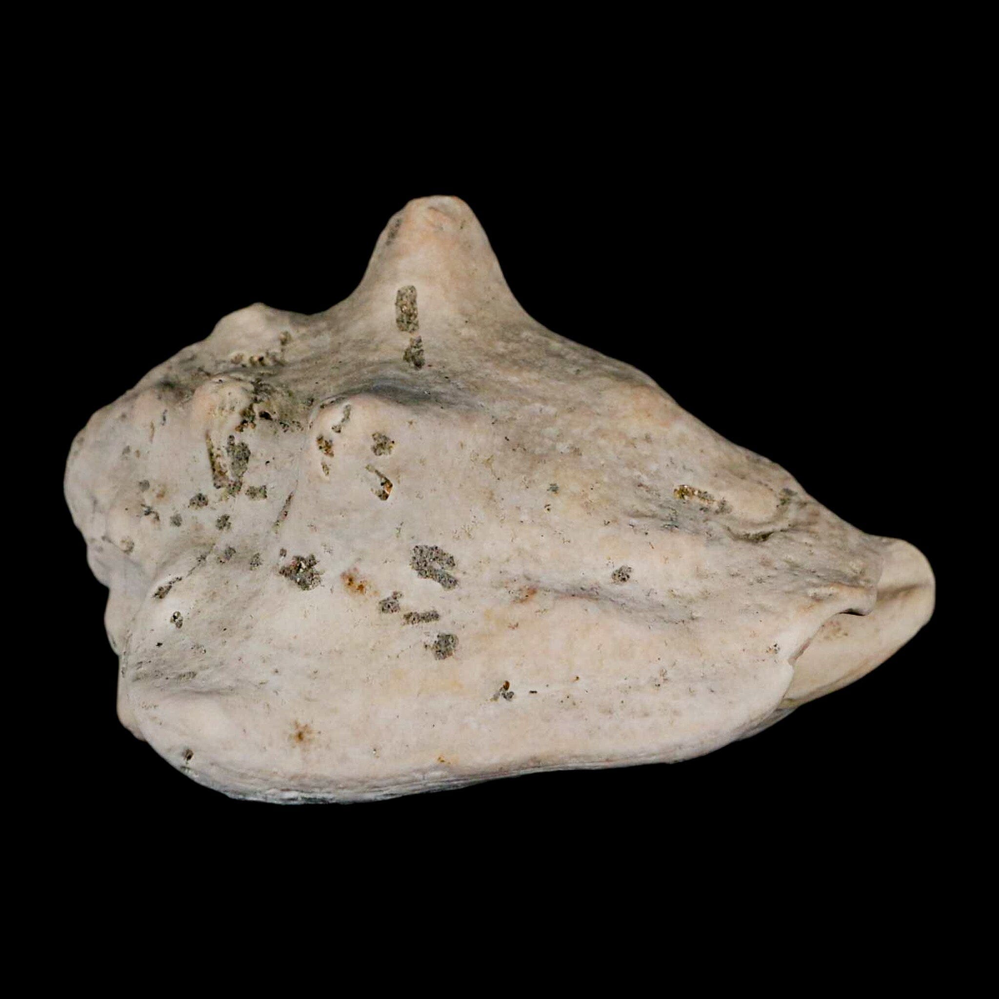 3.1" Strombus Bubonius Fossil Shell Gastropod Pliocene Age Almeria, Spain - Fossil Age Minerals