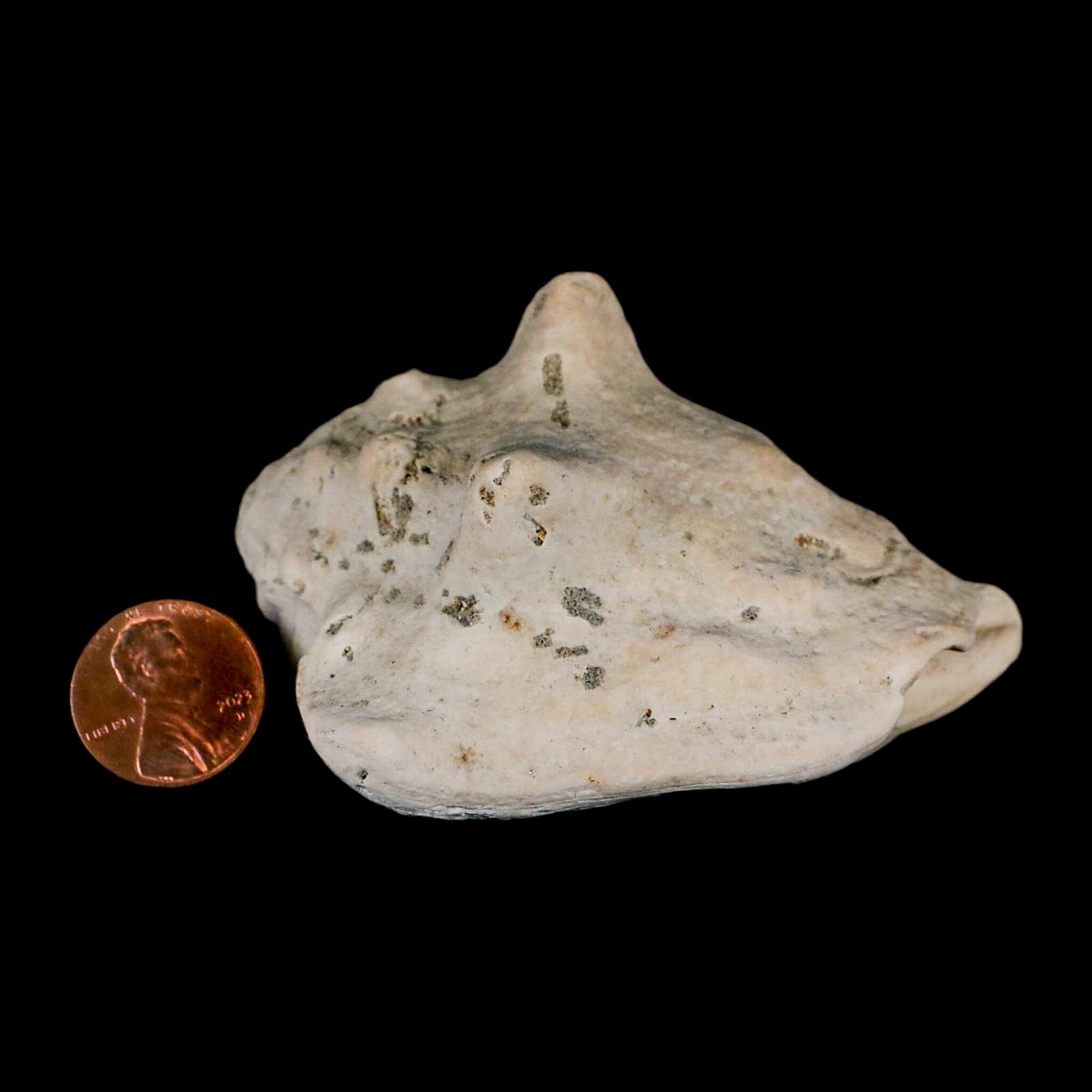 3.1" Strombus Bubonius Fossil Shell Gastropod Pliocene Age Almeria, Spain - Fossil Age Minerals