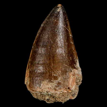 1.9" Mosasaur Prognathodon Fossil Tooth Cretaceous Dinosaur Era COA & Stand