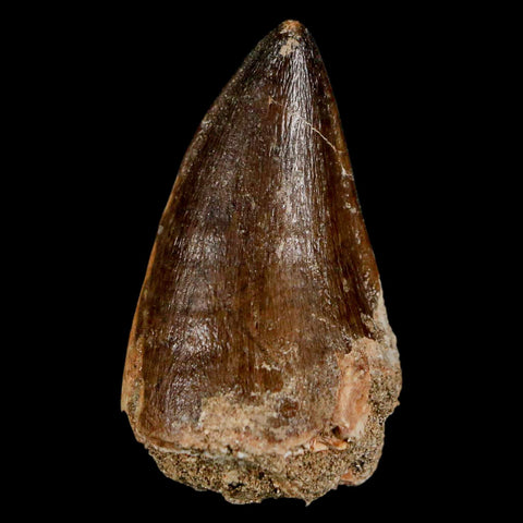 1.9" Mosasaur Prognathodon Fossil Tooth Cretaceous Dinosaur Era COA & Stand - Fossil Age Minerals