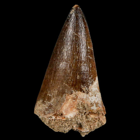 1.9" Mosasaur Prognathodon Fossil Tooth Cretaceous Dinosaur Era COA & Stand - Fossil Age Minerals