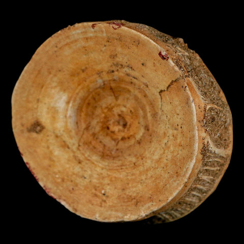 49MM Otodus Obliquus Shark Vertebrae Fossil Bone In Matrix Morocco COA - Fossil Age Minerals