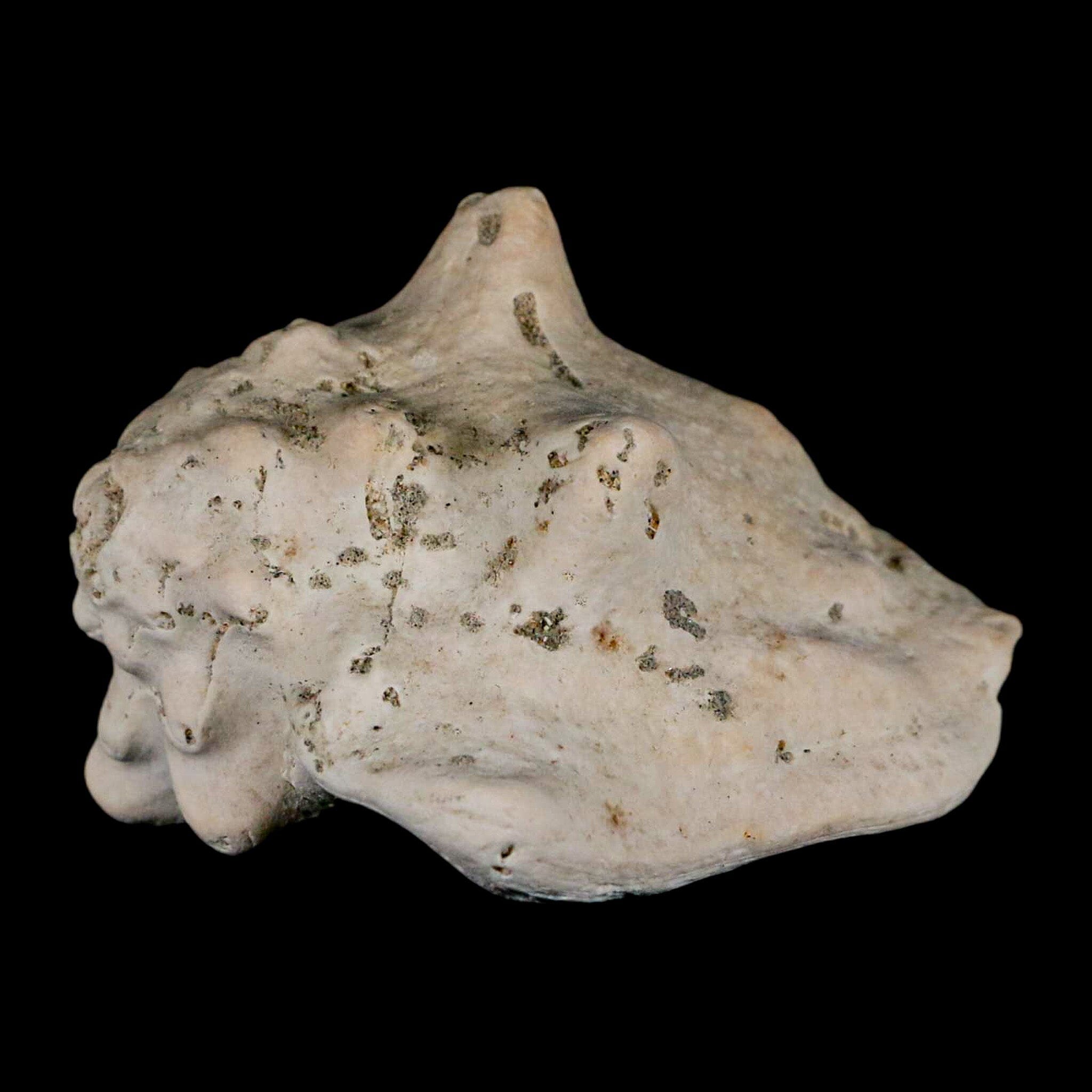 3.1" Strombus Bubonius Fossil Shell Gastropod Pliocene Age Almeria, Spain - Fossil Age Minerals