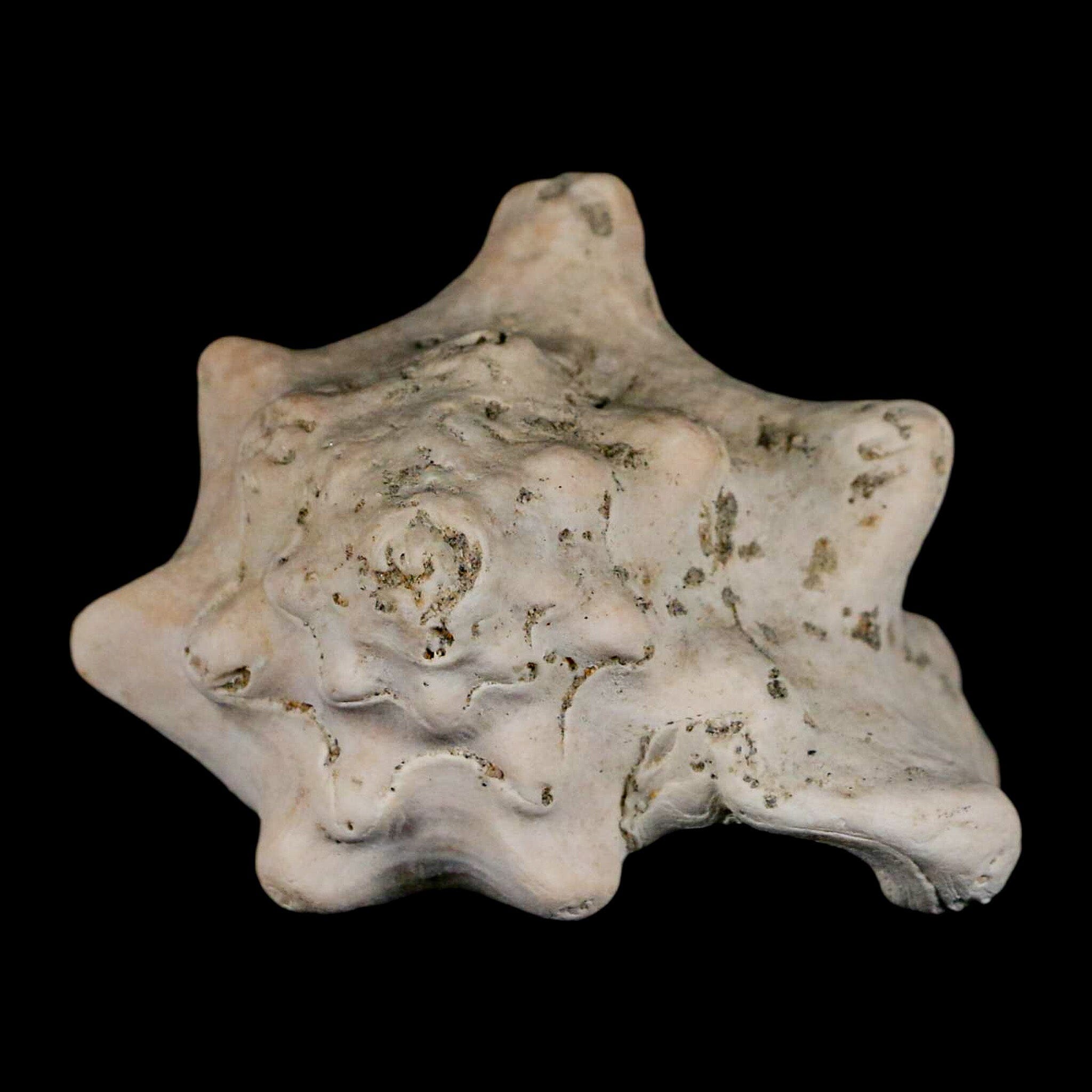 3.1" Strombus Bubonius Fossil Shell Gastropod Pliocene Age Almeria, Spain - Fossil Age Minerals
