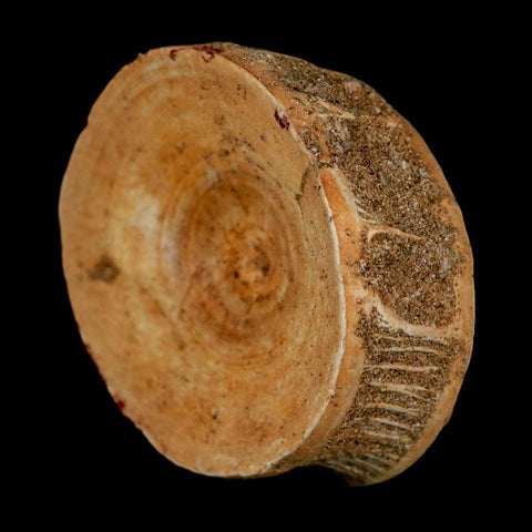 49MM Otodus Obliquus Shark Vertebrae Fossil Bone In Matrix Morocco COA - Fossil Age Minerals