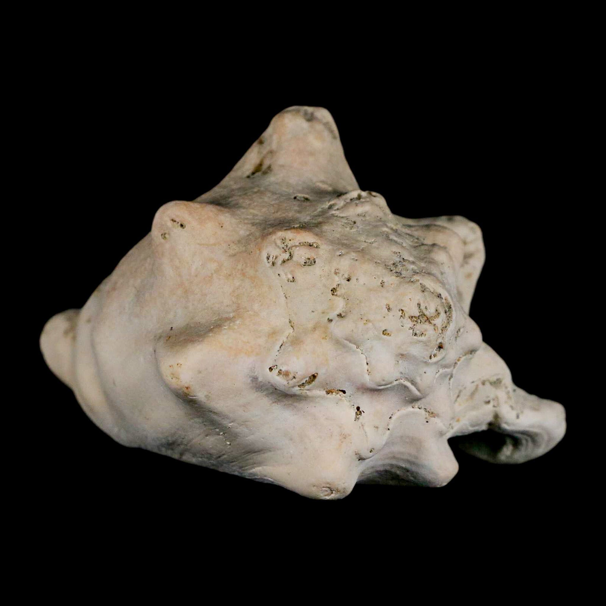 3.1" Strombus Bubonius Fossil Shell Gastropod Pliocene Age Almeria, Spain - Fossil Age Minerals