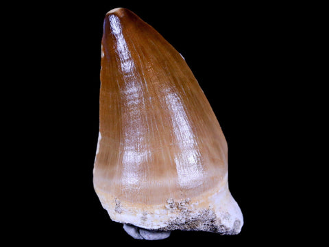 1.9" Mosasaur Prognathodon Fossil Tooth Cretaceous Dinosaur Era COA & Stand - Fossil Age Minerals