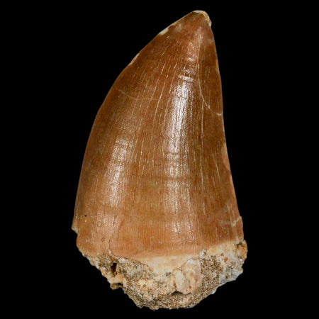 XL 2.4" Mosasaur Prognathodon Fossil Tooth Cretaceous Dinosaur Era COA & Stand
