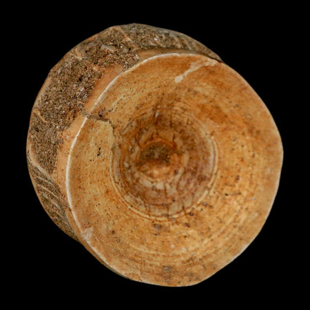 49MM Otodus Obliquus Shark Vertebrae Fossil Bone In Matrix Morocco COA