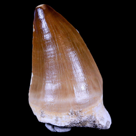 1.9" Mosasaur Prognathodon Fossil Tooth Cretaceous Dinosaur Era COA & Stand - Fossil Age Minerals