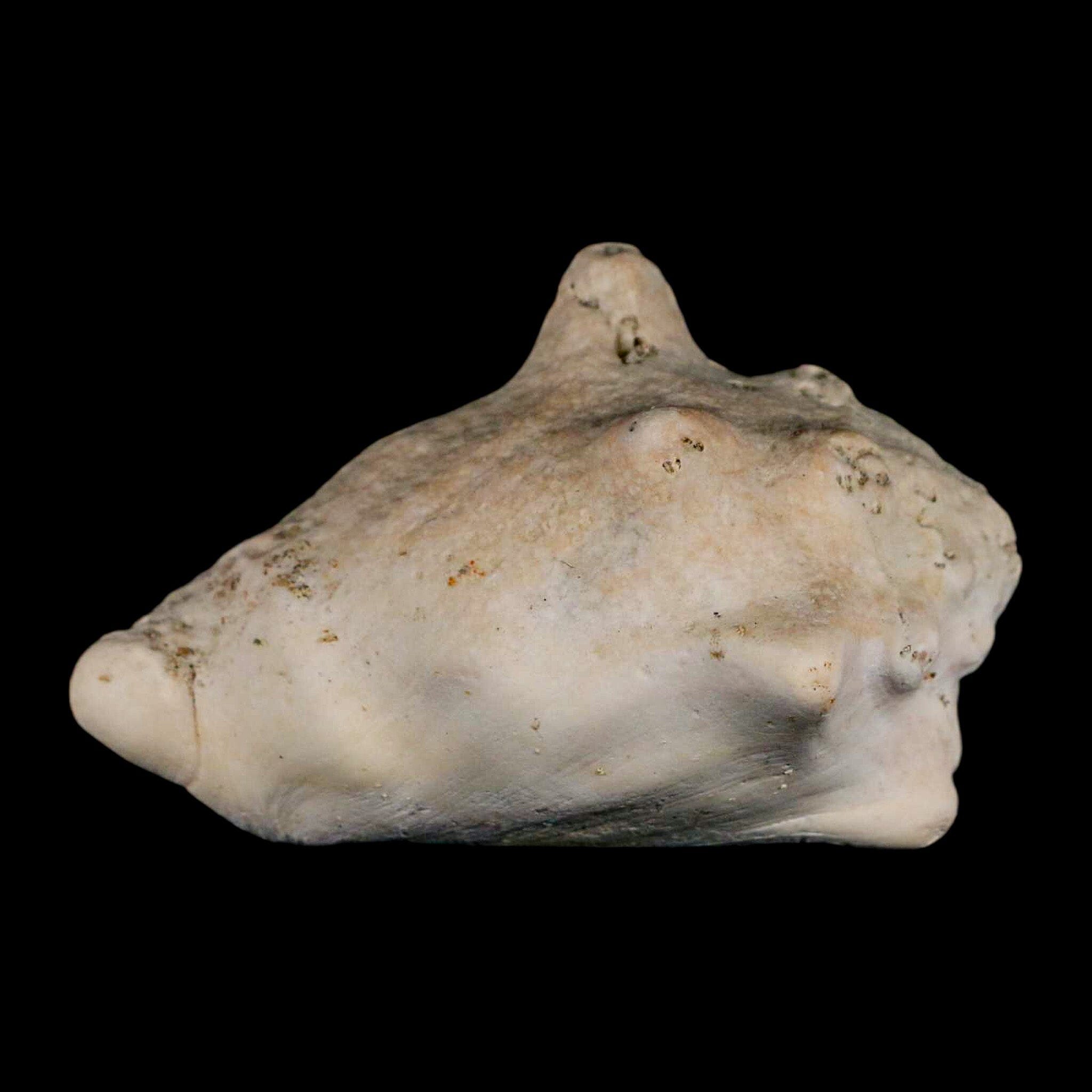 3.1" Strombus Bubonius Fossil Shell Gastropod Pliocene Age Almeria, Spain - Fossil Age Minerals