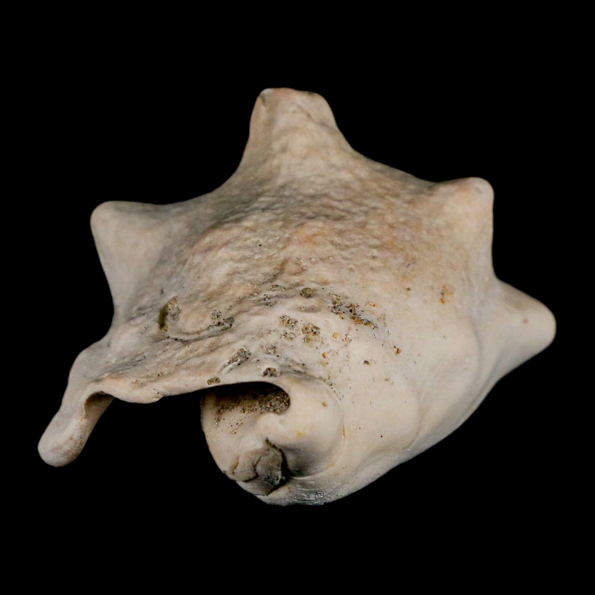 3.1" Strombus Bubonius Fossil Shell Gastropod Pliocene Age Almeria, Spain - Fossil Age Minerals