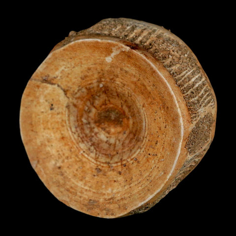 49MM Otodus Obliquus Shark Vertebrae Fossil Bone In Matrix Morocco COA - Fossil Age Minerals