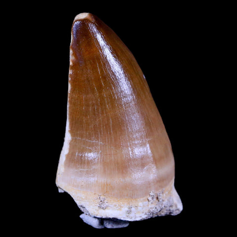 1.9" Mosasaur Prognathodon Fossil Tooth Cretaceous Dinosaur Era COA & Stand - Fossil Age Minerals