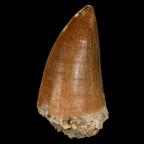 XL 2.4" Mosasaur Prognathodon Fossil Tooth Cretaceous Dinosaur Era COA & Stand - Fossil Age Minerals