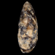 1.4" Fossil Pine Cone Equicalastrobus Replaced By Agate Eocene Age Seeds Fruit