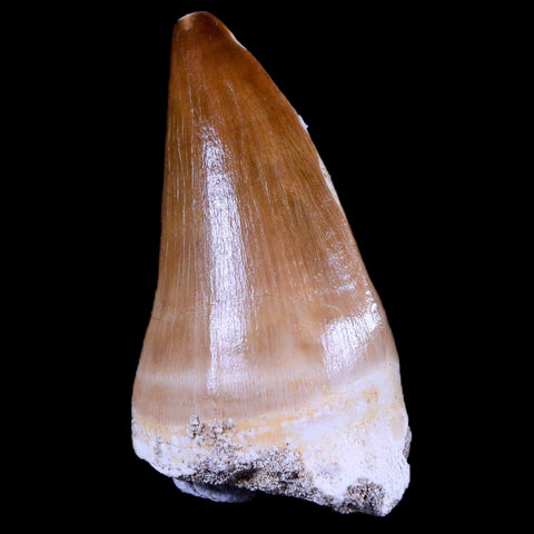 1.9" Mosasaur Prognathodon Fossil Tooth Cretaceous Dinosaur Era COA & Stand - Fossil Age Minerals