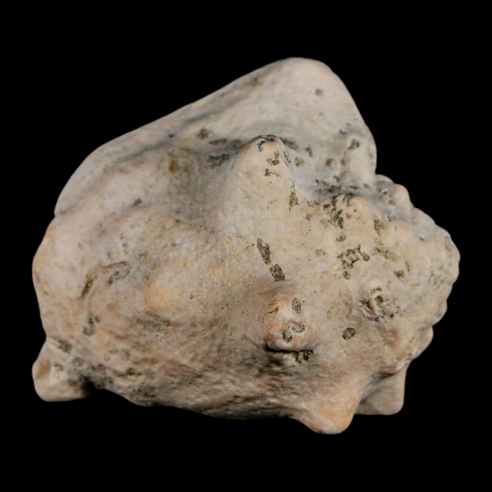 3.1" Strombus Bubonius Fossil Shell Gastropod Pliocene Age Almeria, Spain - Fossil Age Minerals
