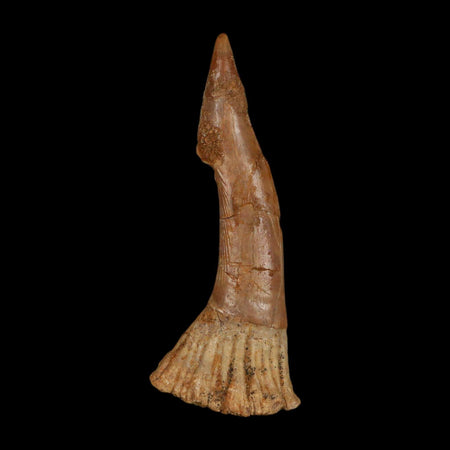 XL 3" Sawfish Fossil Tooth Barb Onchopristis Numidus Cretaceous Dinosaur Era COA