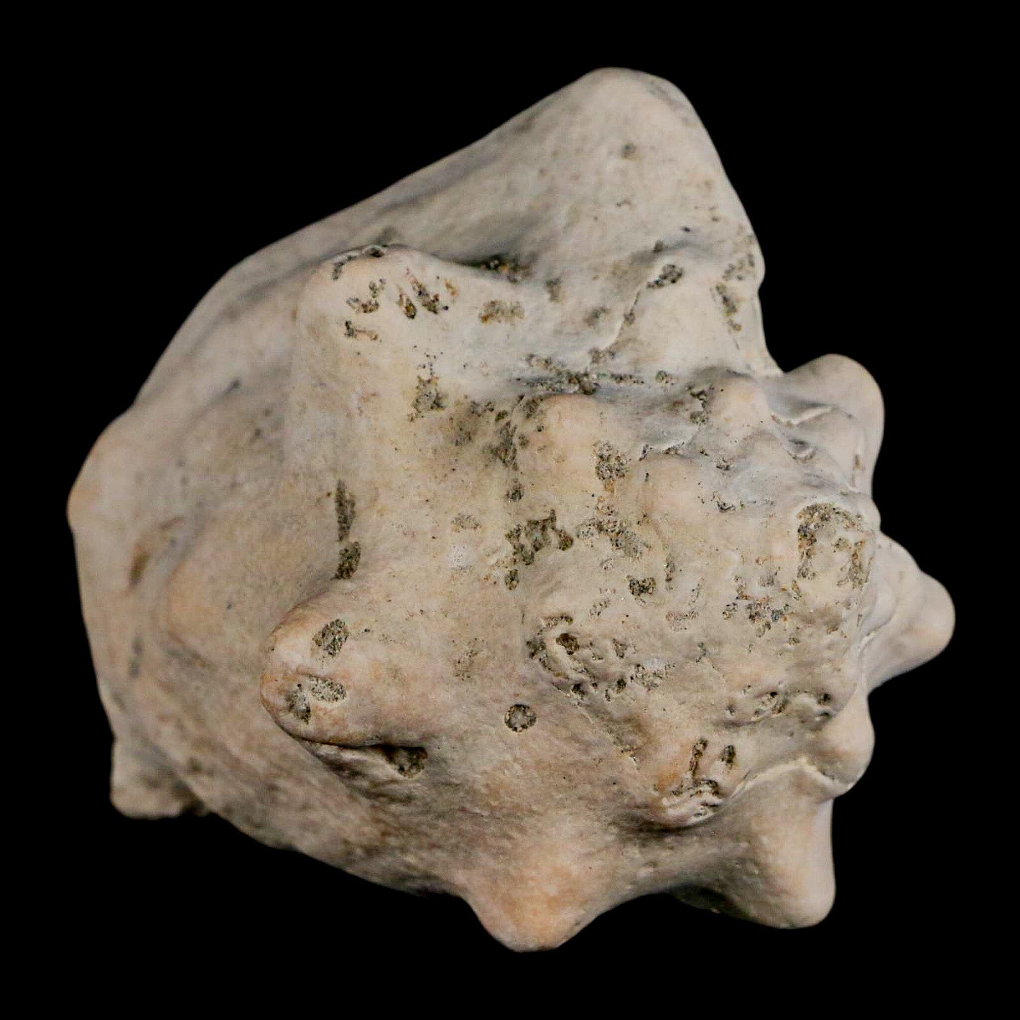 3.1" Strombus Bubonius Fossil Shell Gastropod Pliocene Age Almeria, Spain - Fossil Age Minerals