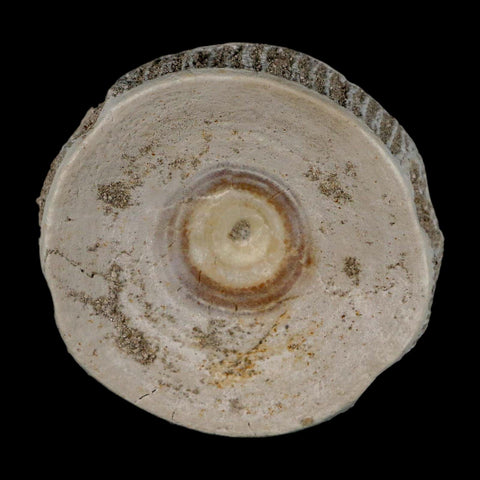 51MM Otodus Obliquus Shark Vertebrae Fossil Bone In Matrix Morocco COA - Fossil Age Minerals