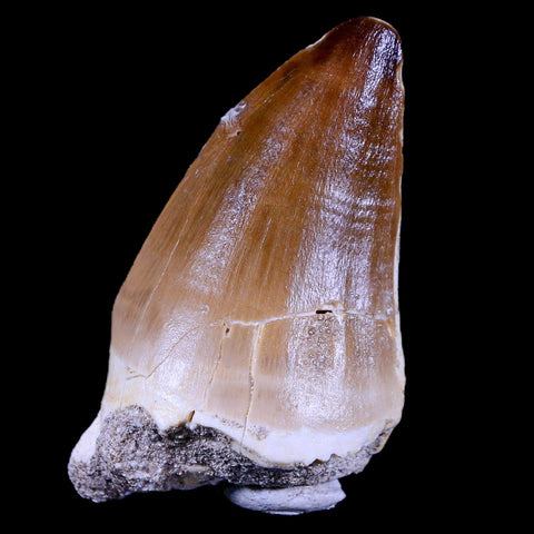 1.9" Mosasaur Prognathodon Fossil Tooth Cretaceous Dinosaur Era COA & Stand - Fossil Age Minerals