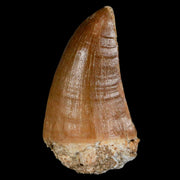 XL 2.4" Mosasaur Prognathodon Fossil Tooth Cretaceous Dinosaur Era COA & Stand