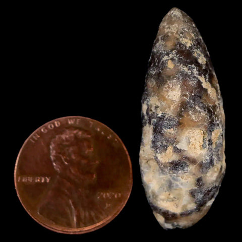 1.4" Fossil Pine Cone Equicalastrobus Replaced By Agate Eocene Age Seeds Fruit - Fossil Age Minerals